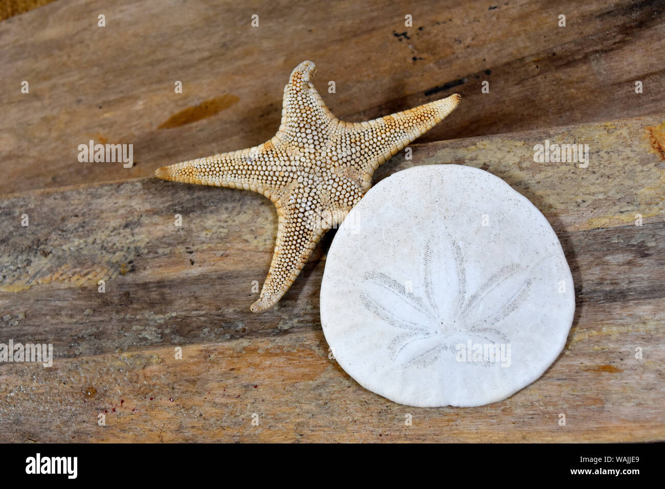 Sand dollar e starfish still-life Foto Stock