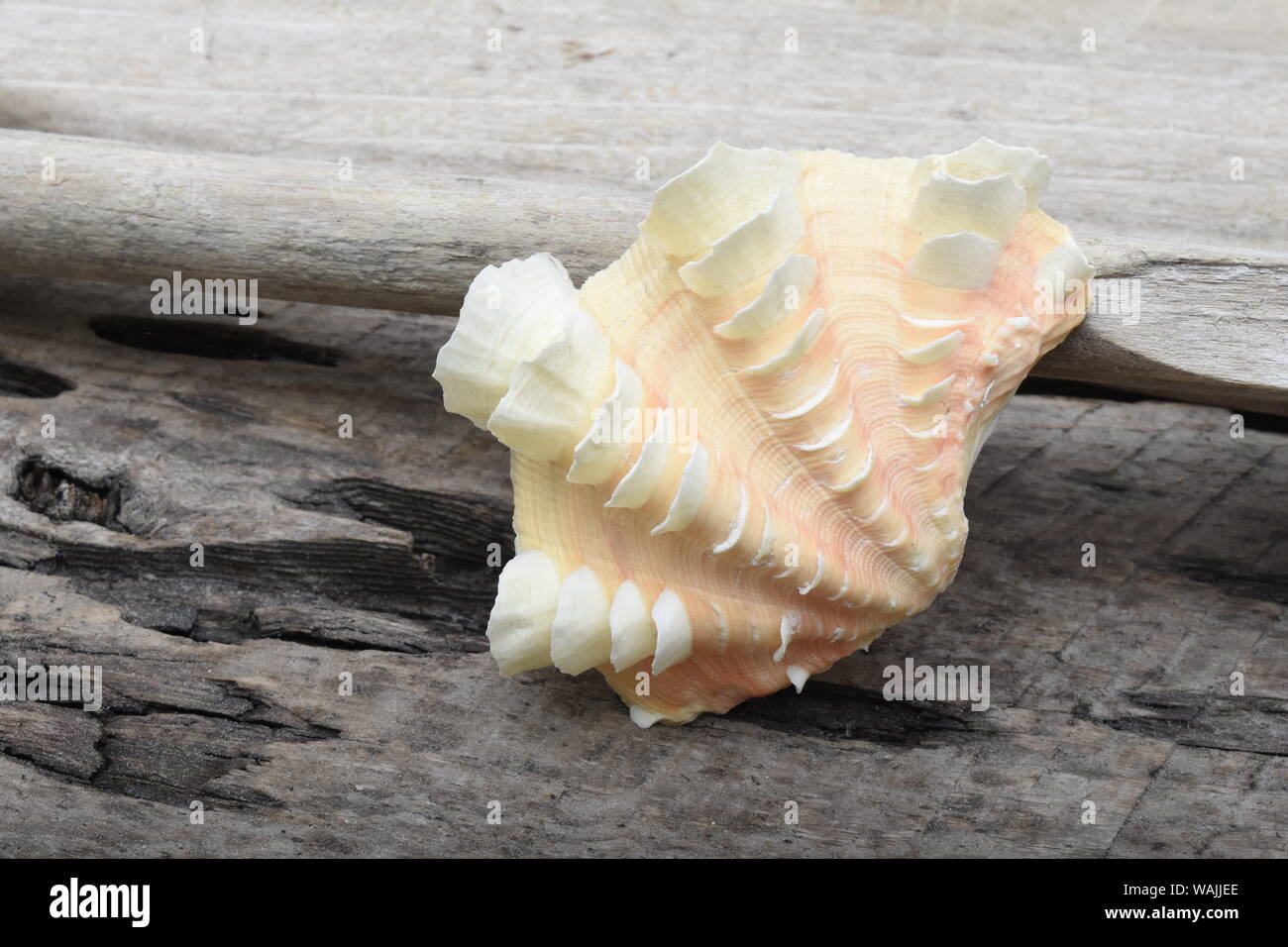 Increspato clam shell - Tridacna squamosa Foto Stock
