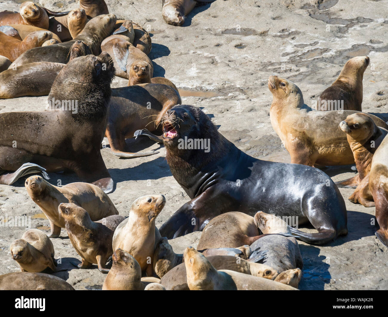 Bull con femmine. Sud Americana Sea Lion (Otaria flavescens) chiamato anche sud del leone marino della Patagonia e Sea Lion, colonia di Valdes Parco Nazionale. Valdes è elencato come patrimonio mondiale dell'UNESCO. Sud America, Argentina, Chubut Foto Stock
