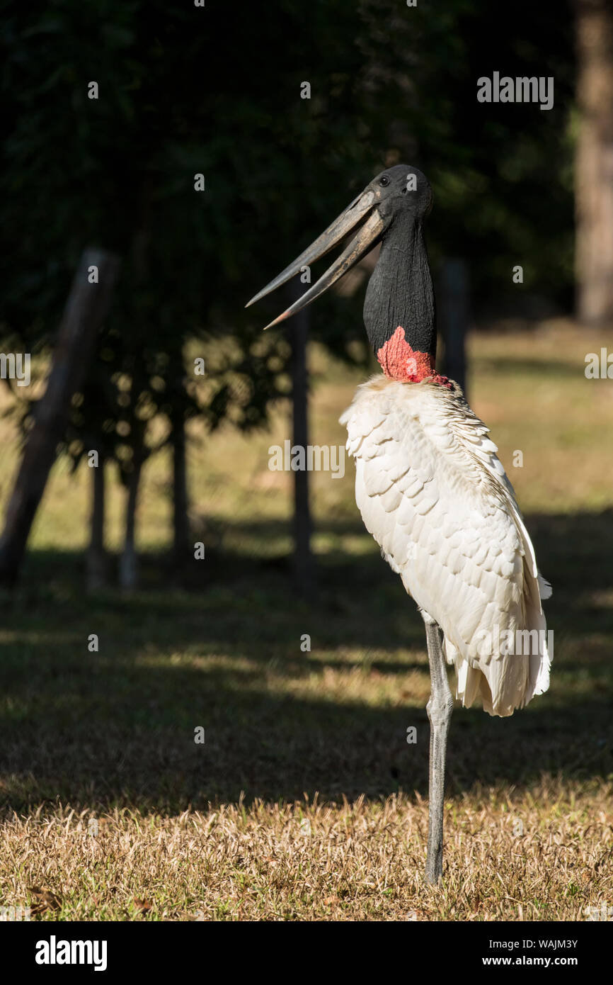 Pantanal, Mato Grosso, Brasile. Jabiru Aeroporto in piedi con un becco aperto. Foto Stock