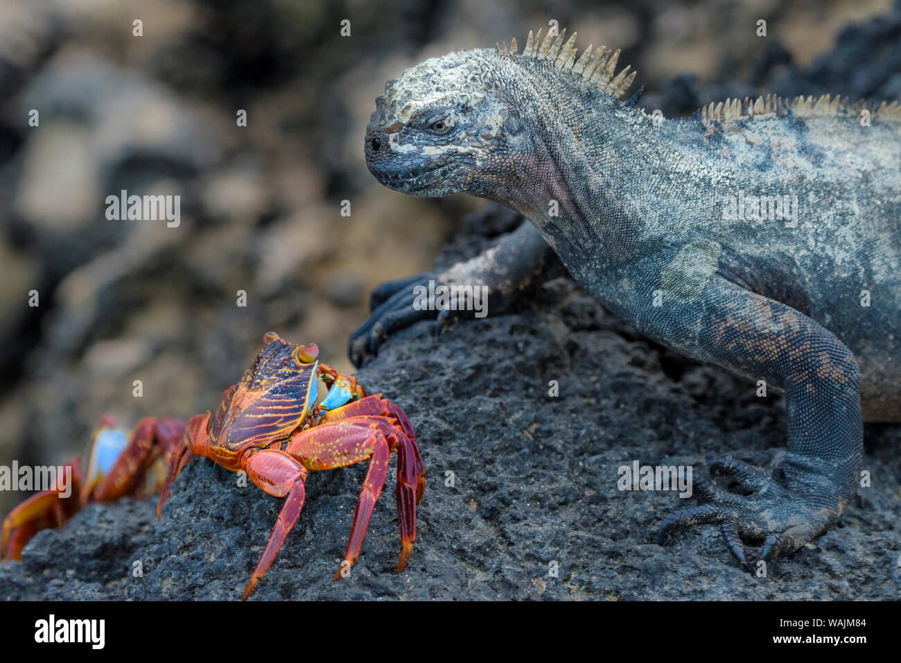 Ecuador Isole Galapagos, Fernandina Island. Iguana marina e Sally lightfoot crab hanno un guardare verso il basso. Foto Stock