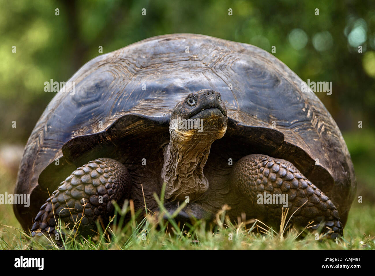 Ecuador Isole Galapagos, Santa Cruz highlands. Le Galapagos La tartaruga gigante ritratto. Foto Stock