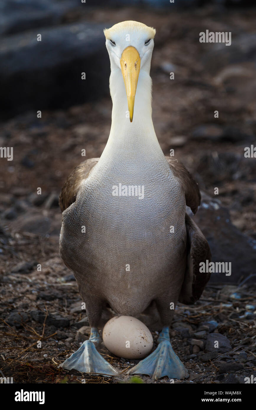 Ecuador Isole Galapagos, all'Isola Espanola. Sventolato albatross oltre l'uovo. Foto Stock