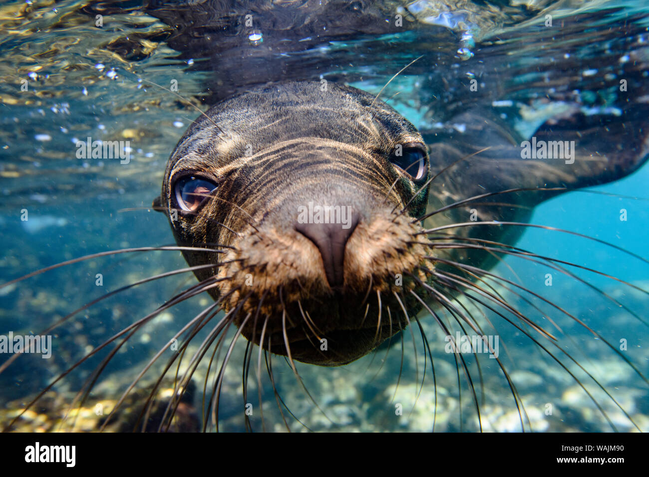 Ecuador Isole Galapagos, Isola di Santa Fe. Le Galapagos sea lion nuota in prossimità della telecamera. Foto Stock