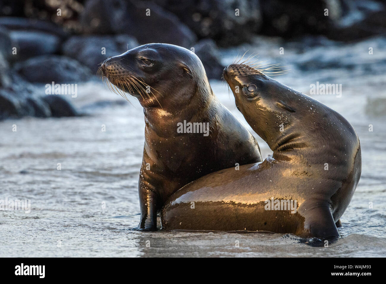 Ecuador Isole Galapagos, Isola di Santa Fe. I capretti mare Galapagos Lions giocano nel surf. Foto Stock