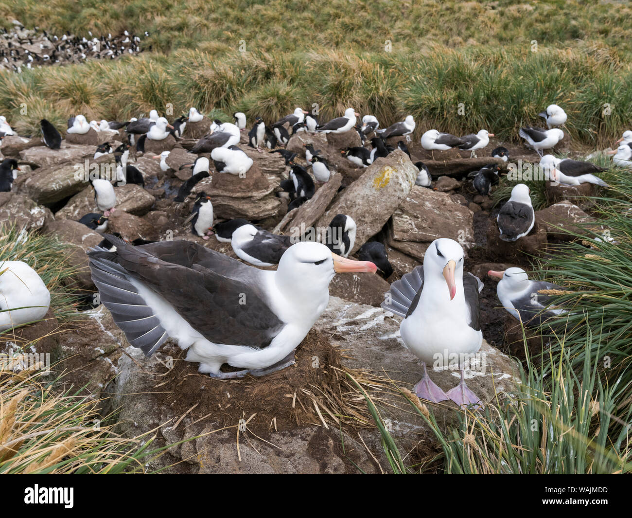 Nero-browed albatross o nero-browed mollymawk (Thalassarche melanophris), tipica di corteggiamento e comportamento di saluto. Foto Stock