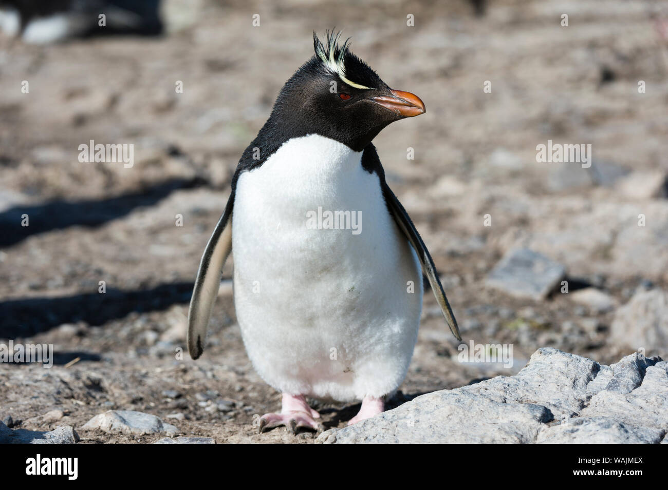 Ritratto di un pinguino saltaroccia, Eudyptes chrysocome. Foto Stock