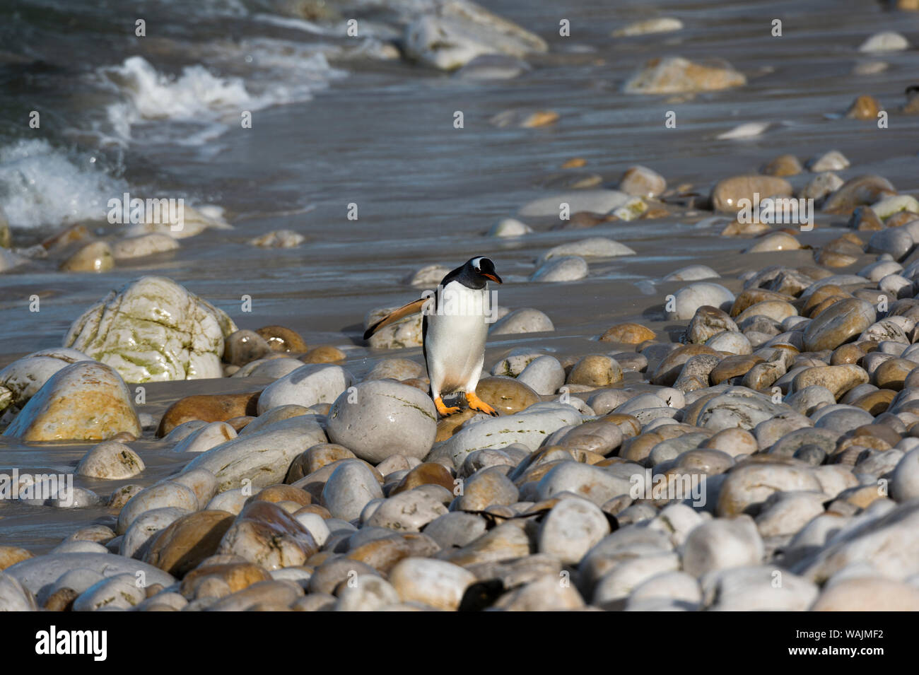 I pinguini di Gentoo, Pygoscelis papua, camminando su una spiaggia rocciosa. Foto Stock