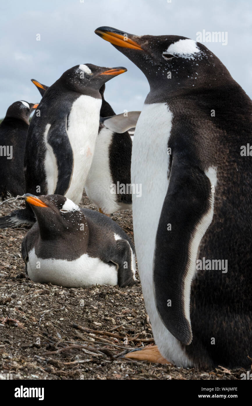 Gentoo colonia di pinguini, Pygoscelis papua. Foto Stock