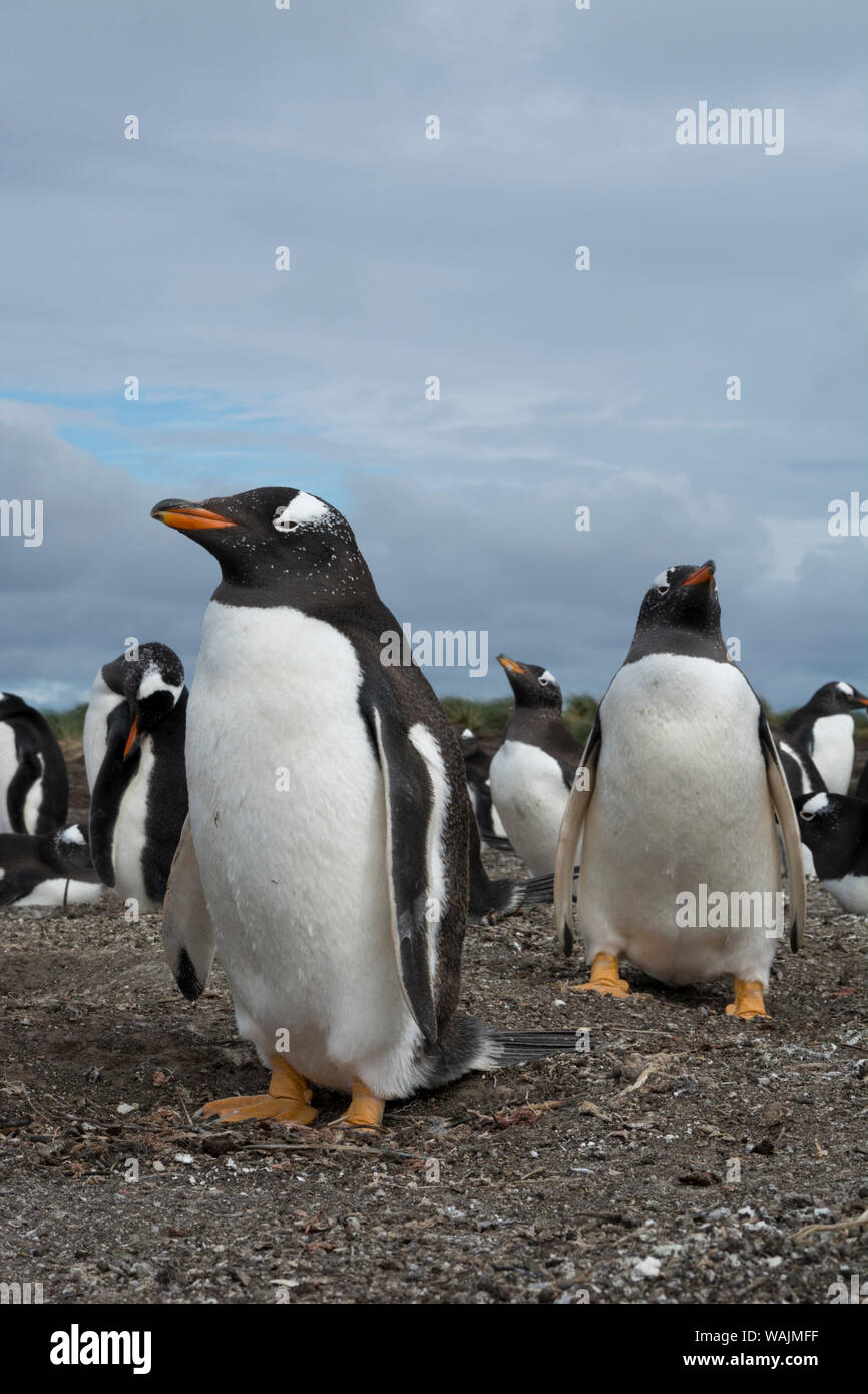 Gentoo colonia di pinguini, Pygoscelis papua. Foto Stock