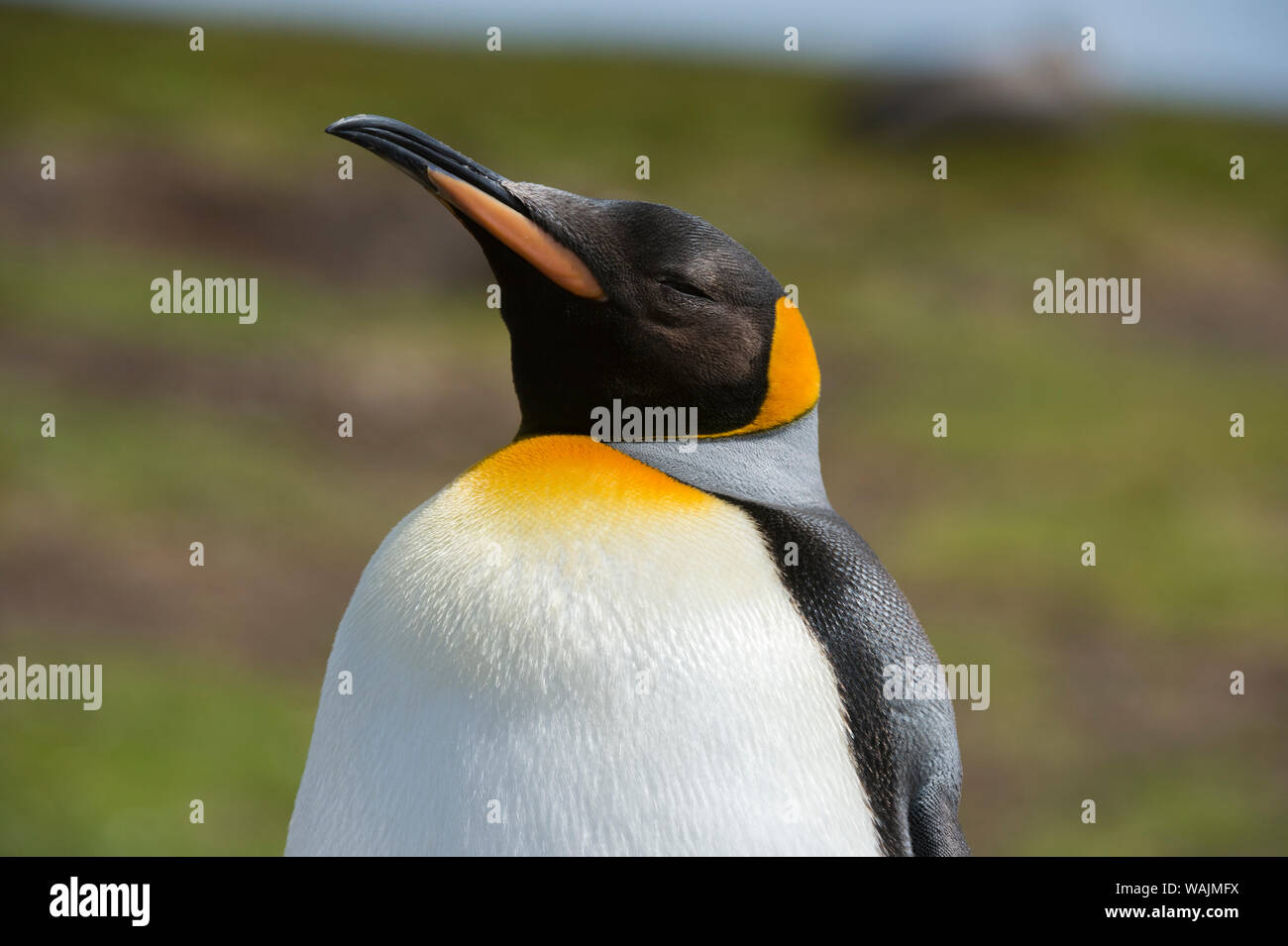 Ritratto di un re pinguino, Aptenodytes patagonica. Foto Stock