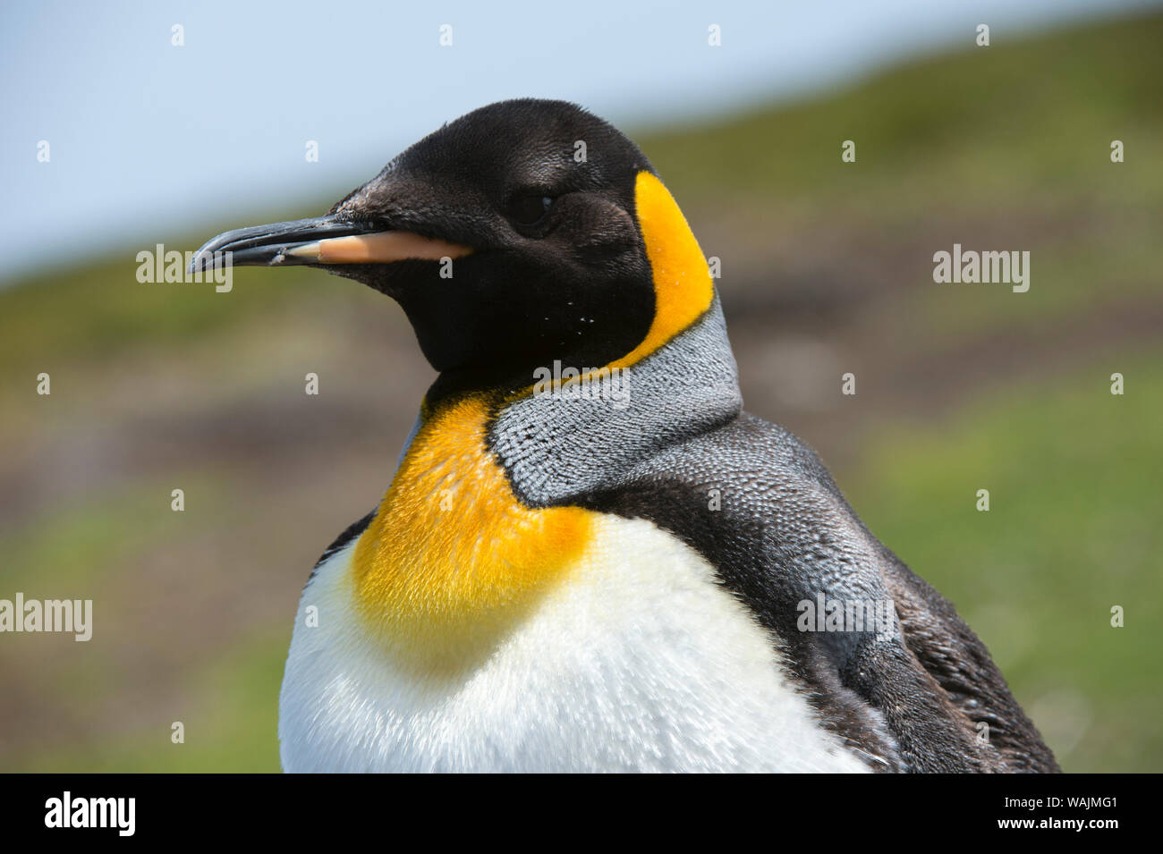 Ritratto di un re pinguino, Aptenodytes patagonica. Foto Stock