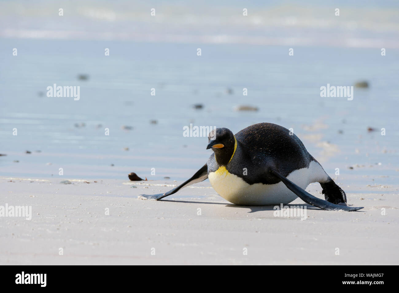 Re pinguino, Aptenodytes patagonica, venuta a terra. Foto Stock