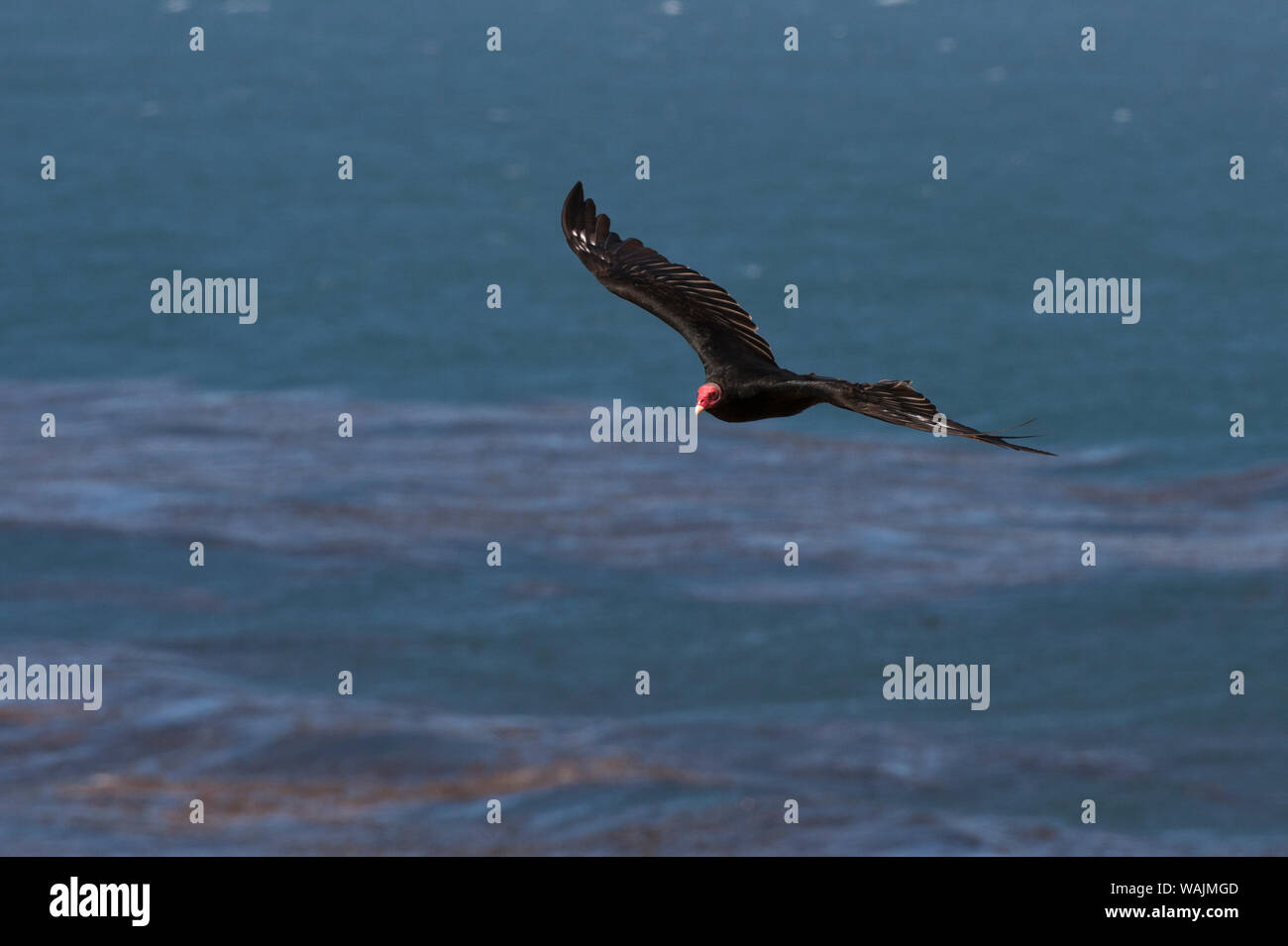 La Turchia avvoltoio, Cathartes aura, battenti. Foto Stock