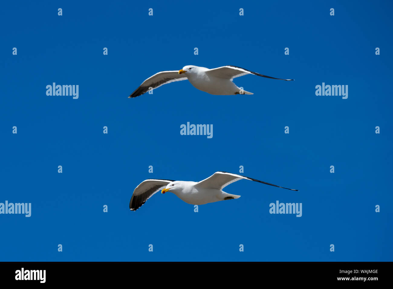 Kelp gabbiani, Larus dominicarus, battenti. Foto Stock