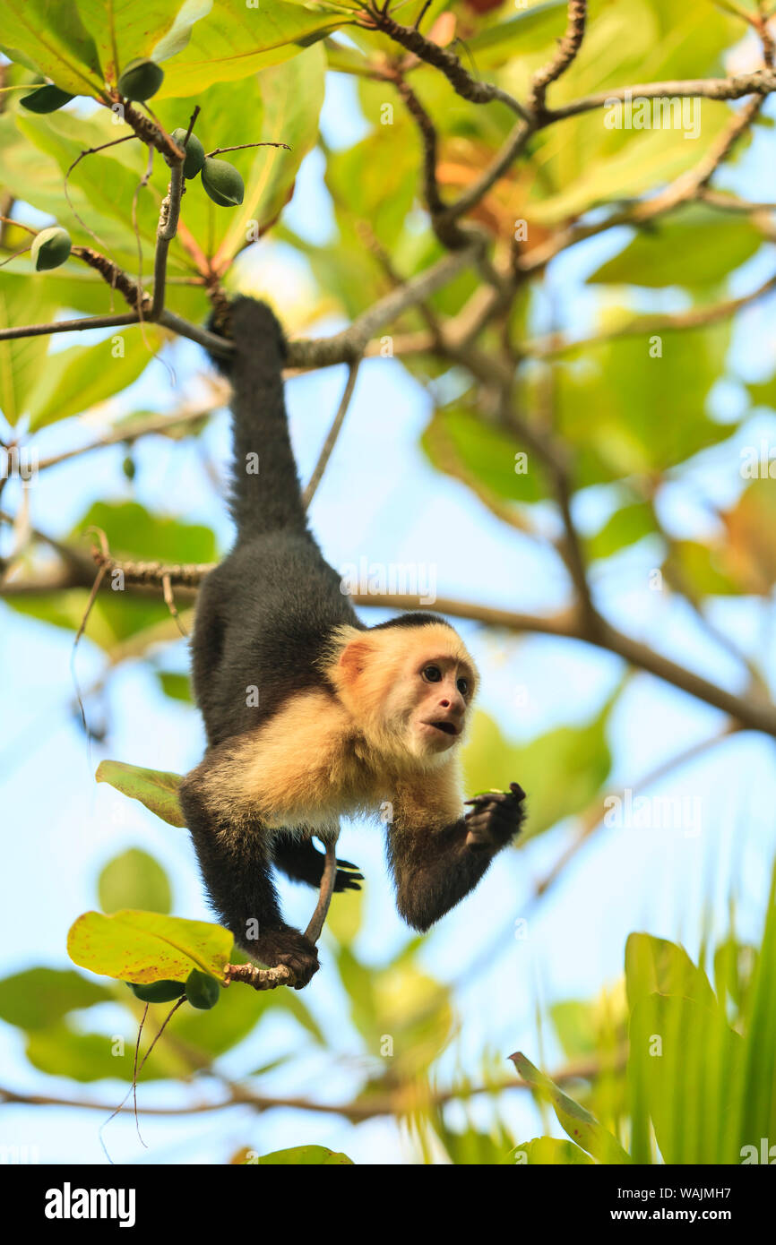 Di fronte bianco-scimmia cappuccino (Cebus capucinus), nativo di America centrale. Roatan, isole di Bay, Honduras, America Centrale Foto Stock