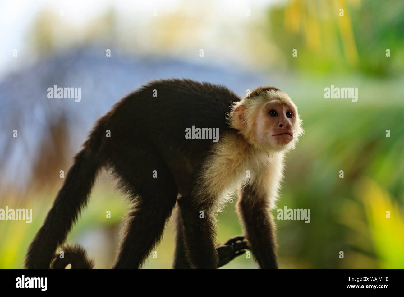 Di fronte bianco-scimmia cappuccino (Cebus capucinus), nativo di America centrale. Roatan, isole di Bay, Honduras, America Centrale Foto Stock