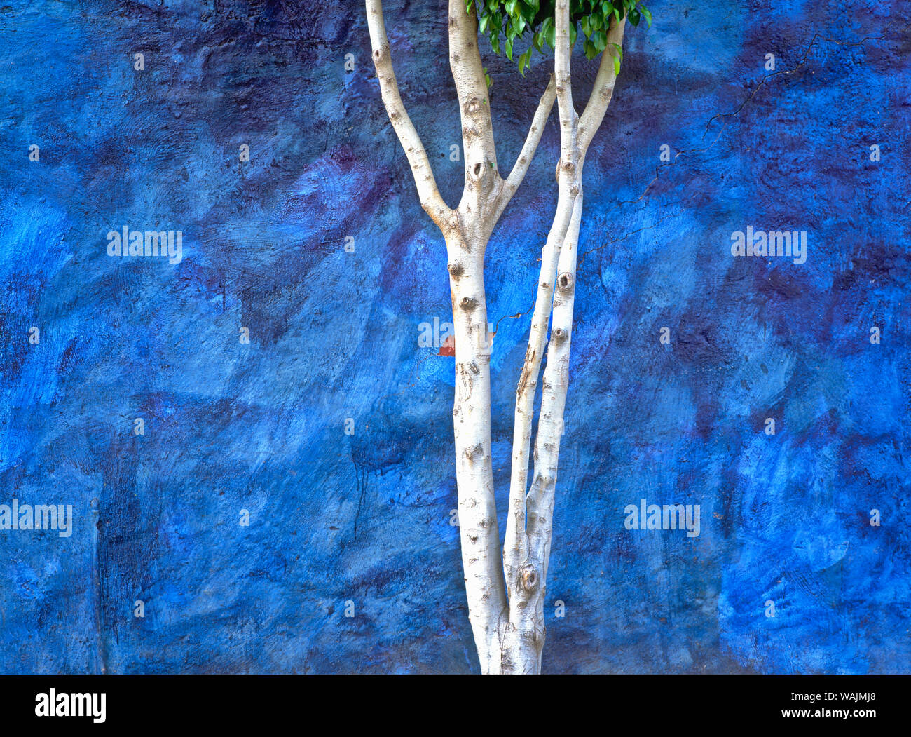 Messico, Ajijic. Albero Bianco contro la parete di blu. Credito come: Jim Nilsen Jaynes / Galleria / DanitaDelimont.com Foto Stock