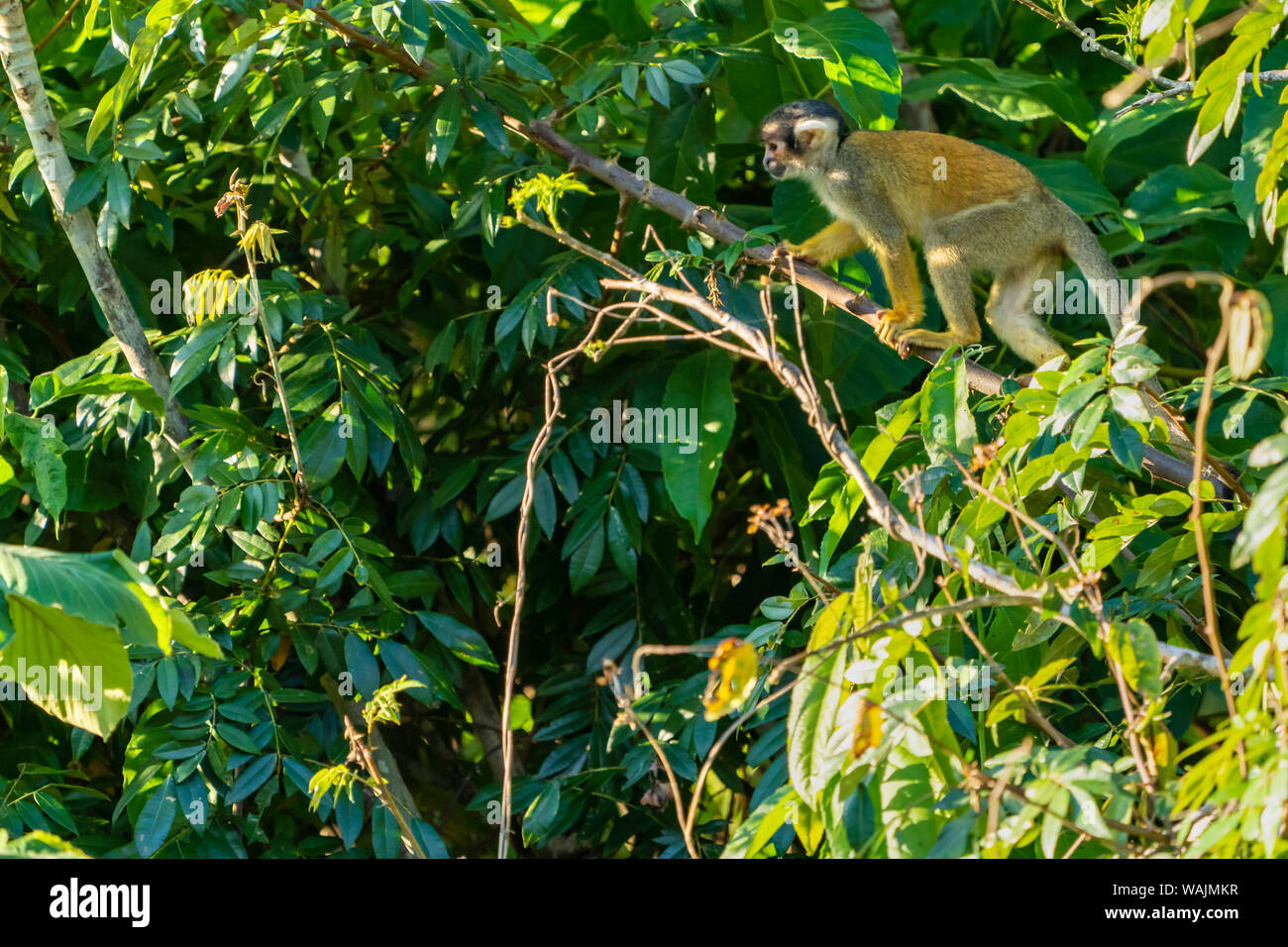 Pacaya Samiria Riserva, Perù. Comune di Scimmia di scoiattolo di arrampicata in una struttura ad albero. Foto Stock