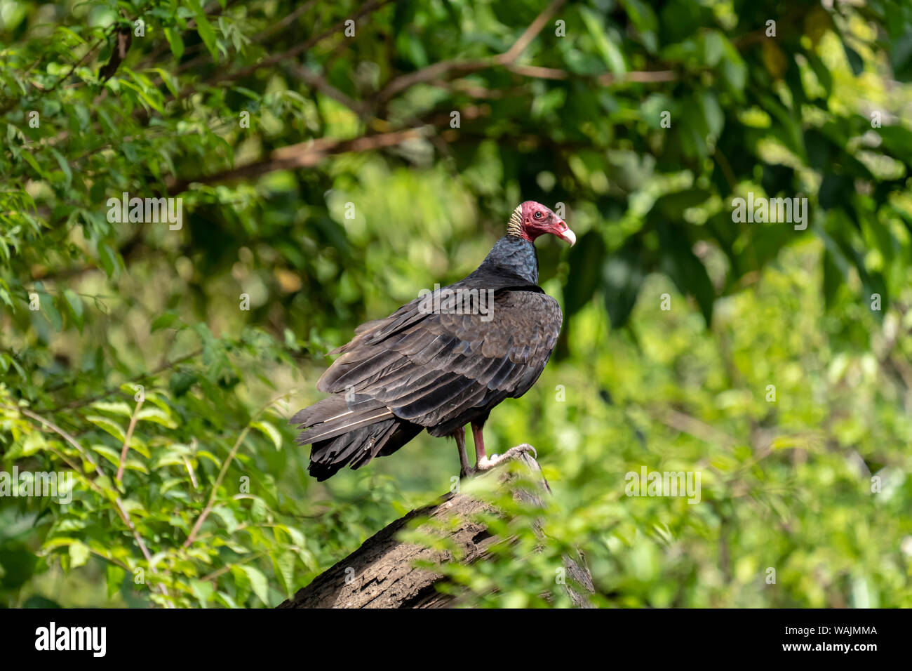 Pacaya Samiria Riserva, Perù. La Turchia vulture in una struttura ad albero. Foto Stock