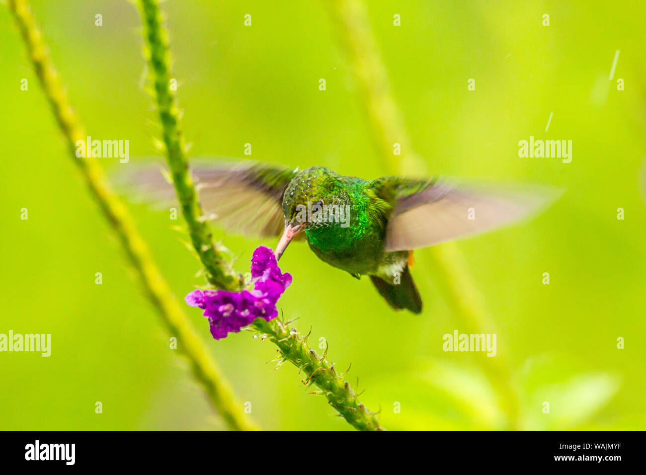 Costa Rica, Arenal. Rufous-tailed hummingbird alimentazione su vervain. Credito come: Cathy e Gordon Illg Jaynes / Galleria / DanitaDelimont.com Foto Stock