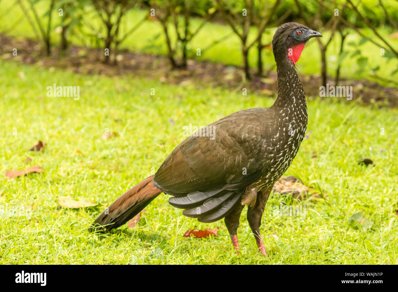 Costa Rica, Arenal. Crested guan sul terreno. Credito come: Cathy e Gordon Illg Jaynes / Galleria / DanitaDelimont.com Foto Stock