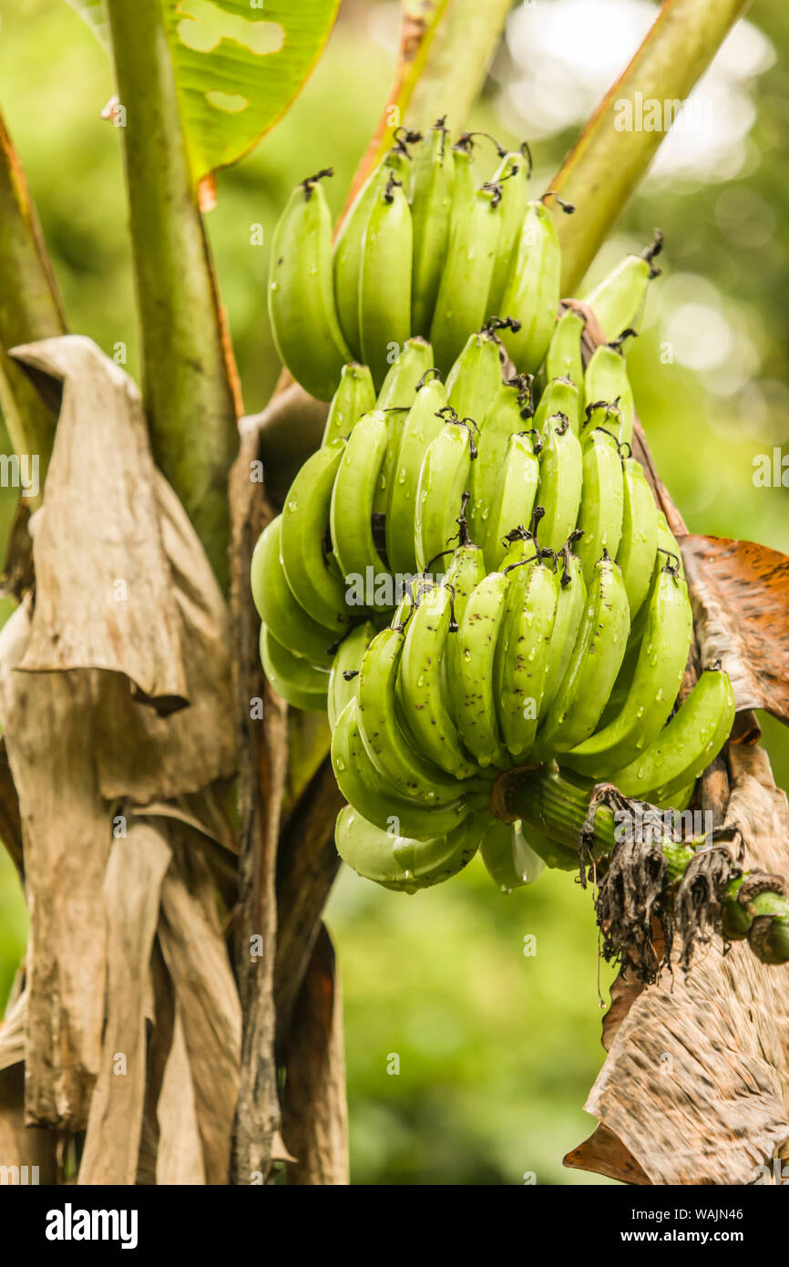 Luna Nueva foresta pluviale, Costa Rica. Albero di banana. Foto Stock