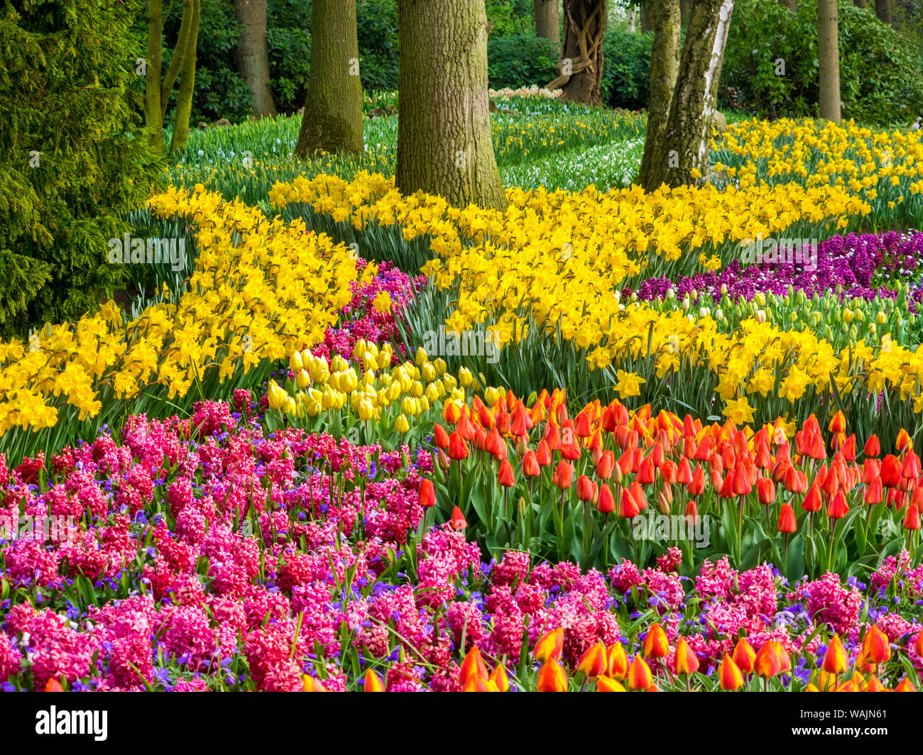 Paesi Bassi, Lisse. Fiori multicolori fioriture primaverili. Foto Stock