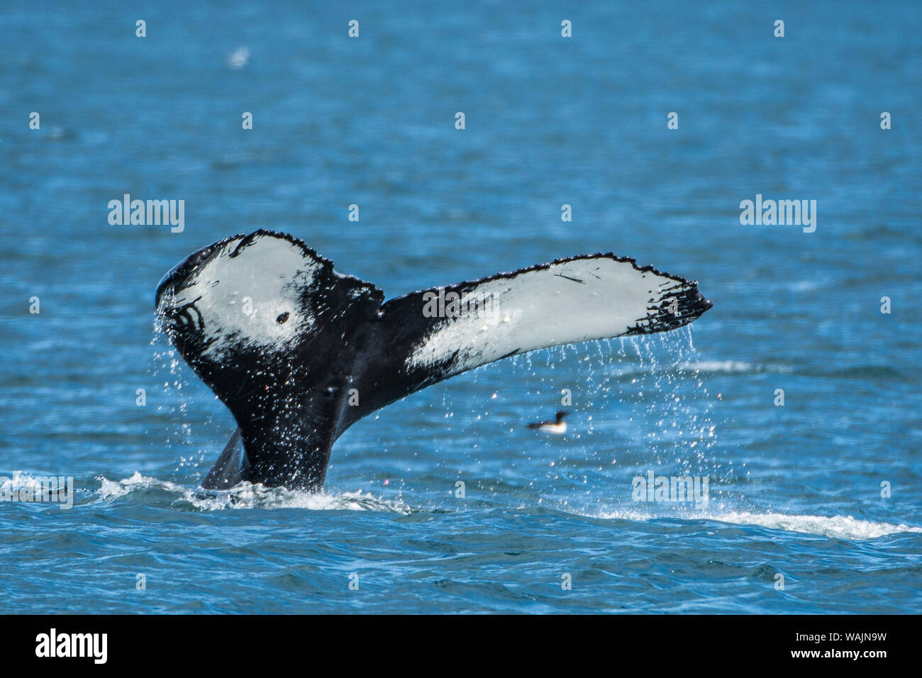 Humpback Whale (Megaptera novaeangliae), risurrezione Bay, il Parco nazionale di Kenai Fjords, Alaska, Stati Uniti d'America. Foto Stock