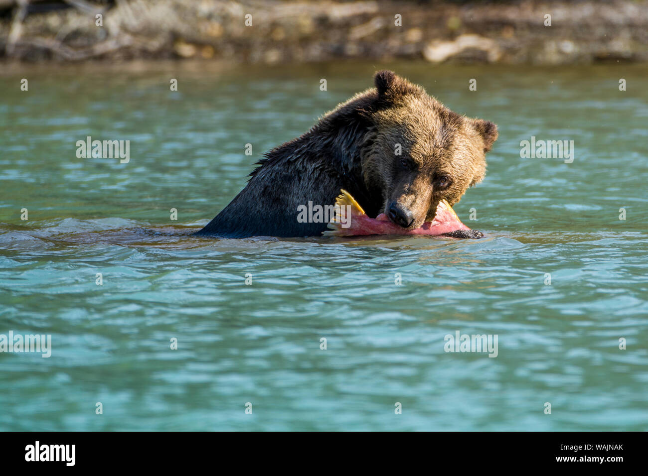 Grizzly o l'orso bruno (Ursus arctos) a Crescent Lake, il Parco Nazionale e Riserva del Lago Clark, Alaska, Stati Uniti d'America. Foto Stock