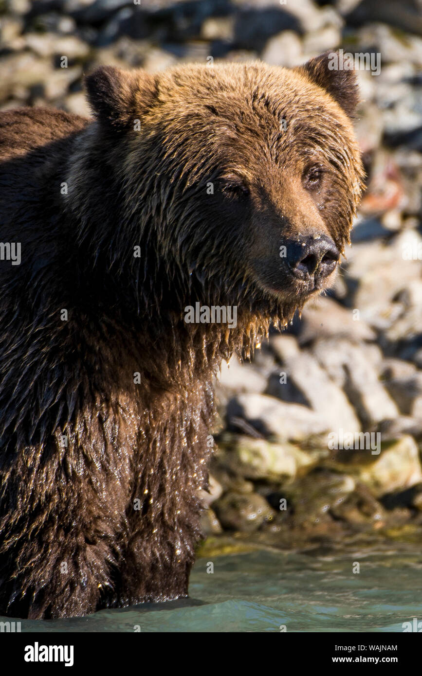 Grizzly o l'orso bruno (Ursus arctos) a Crescent Lake, il Parco Nazionale e Riserva del Lago Clark, Alaska, Stati Uniti d'America. Foto Stock