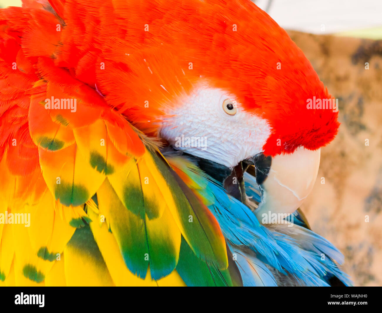 Stati Uniti d'America, Arizona, Goodyear. Close-up del macaw preening le sue piume. Credito come: Wendy Kaveney Jaynes / Galleria / DanitaDelimont.com Foto Stock