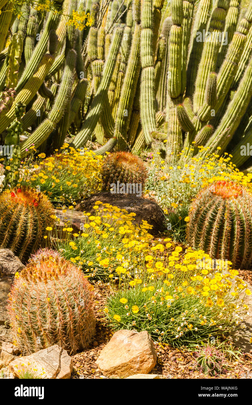 Stati Uniti d'America, Arizona, Arizona-Sonora Desert Museum. Il giardino dei Cactus. Credito come: Cathy e Gordon Illg Jaynes / Galleria / DanitaDelimont.com Foto Stock