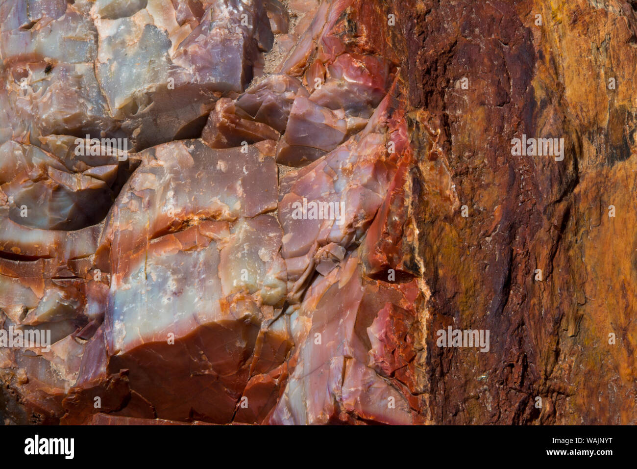 Close-up di legno pietrificato, Parco Nazionale della Foresta Pietrificata, Holbrook, Arizona, Stati Uniti. Foto Stock