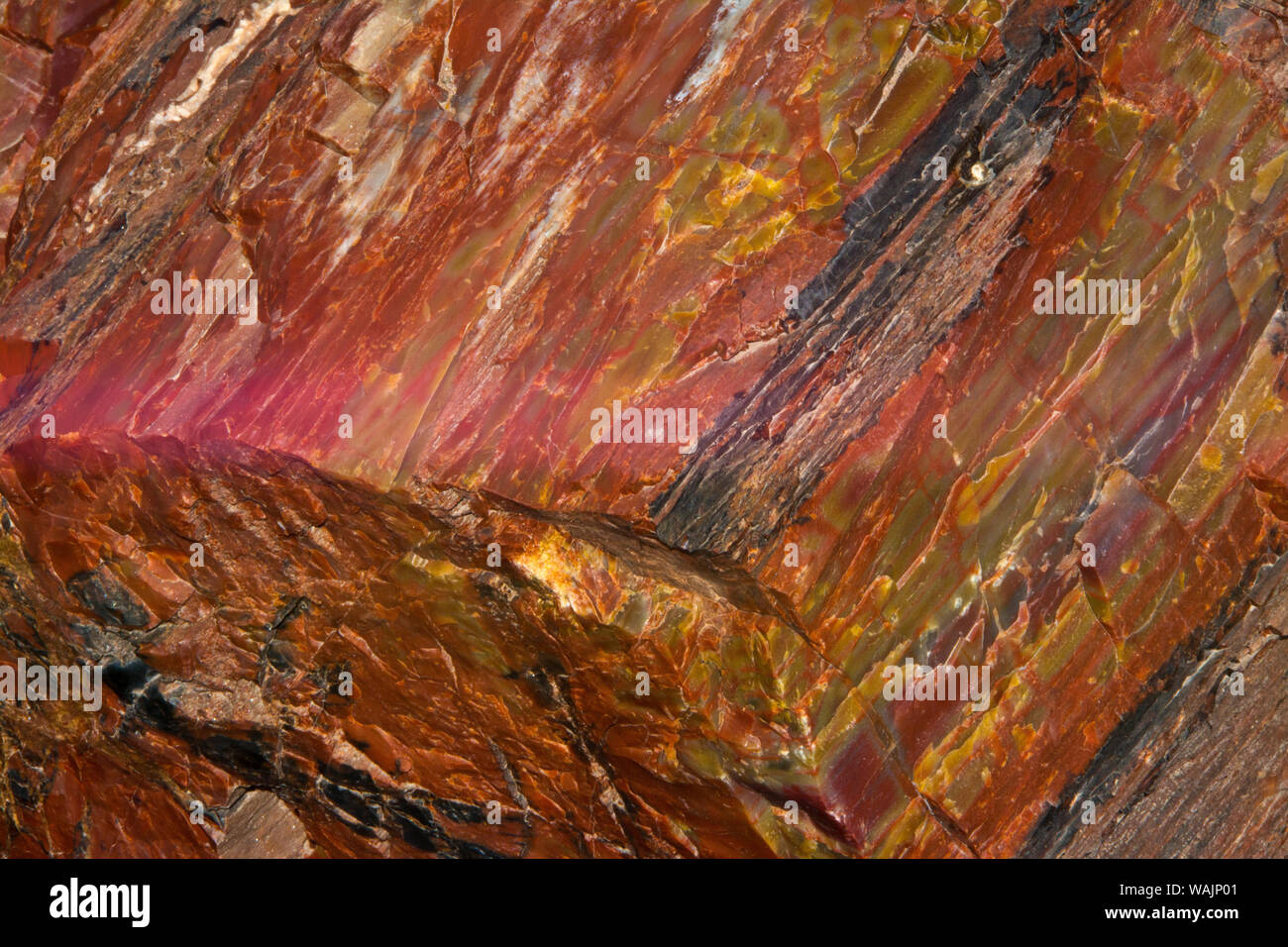 Close-up di legno pietrificato, Parco Nazionale della Foresta Pietrificata, Holbrook, Arizona, Stati Uniti. Foto Stock