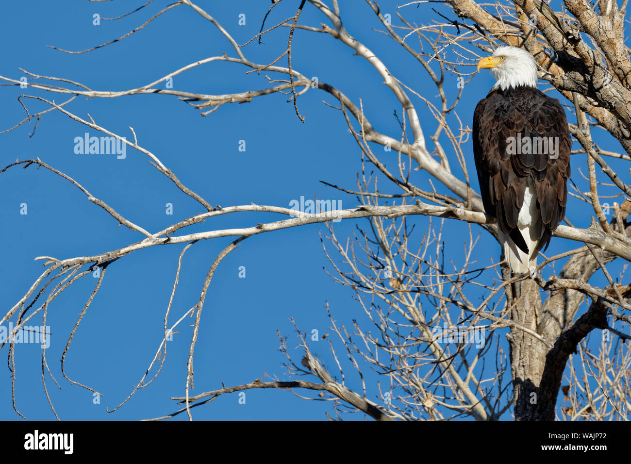 Stati Uniti, California, Owens Valley. Adulto American aquila calva nella struttura ad albero. Credito come: Dennis Flaherty Jaynes / Galleria / DanitaDelimont.com Foto Stock