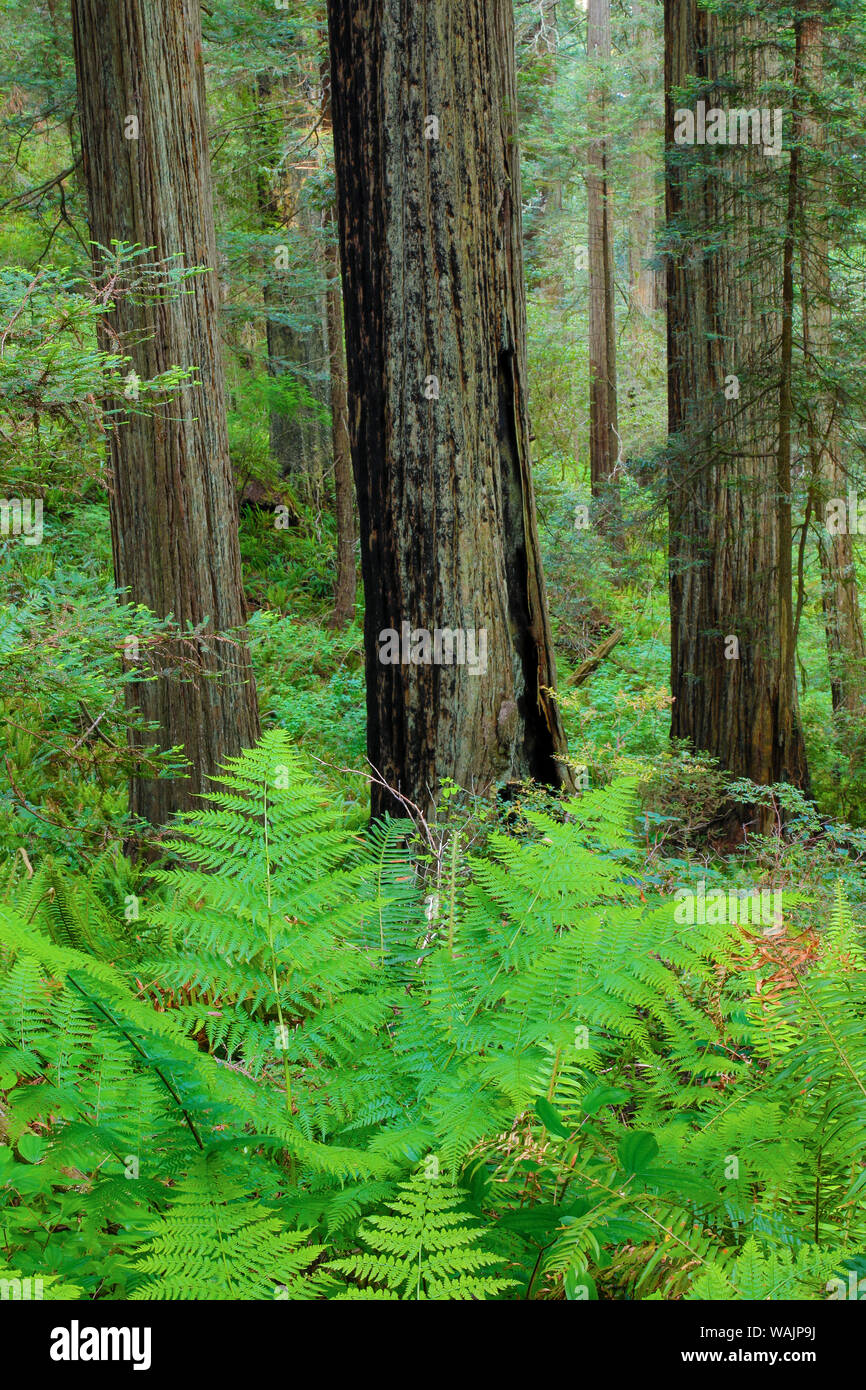 Boschetto di redwoods, la dannazione Creek Trail, Del Norte Coast Redwoods State Park, California Foto Stock