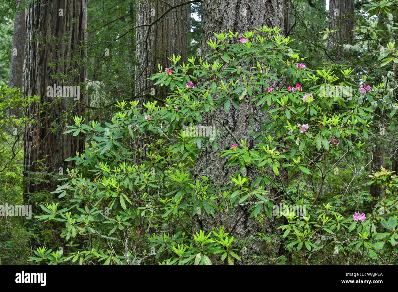 Rododendri in Stout Grove, Jedediah Smith Redwoods State Park, Norther California Foto Stock