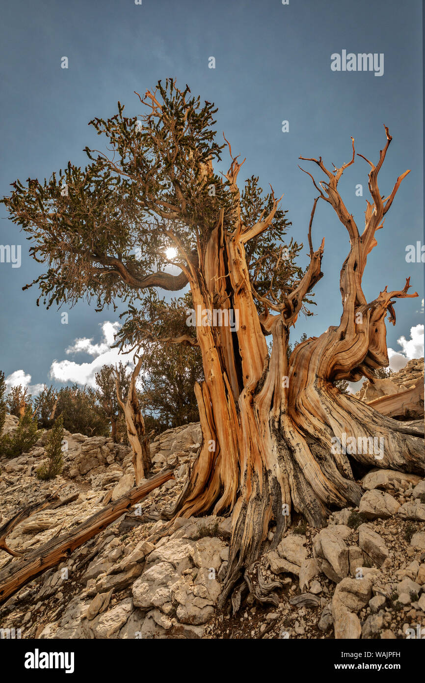 Stati Uniti d'America, Sierra orientale, White Mountains, pini bristlecone Foto Stock