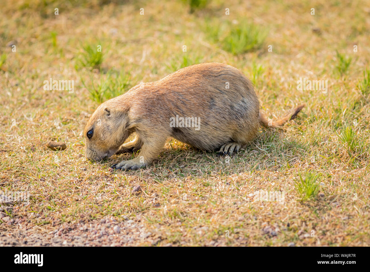 Stati Uniti d'America, Colorado, Walden. Nero-tailed cane della prateria di close-up. Credito come: Fred Signore Jaynes / Galleria / DanitaDelimont.com Foto Stock