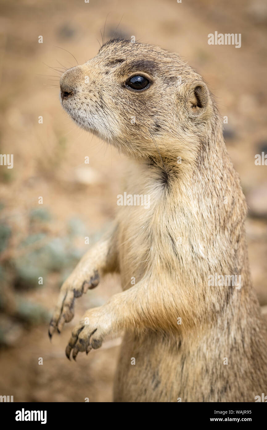 Stati Uniti d'America, Colorado, Walden. Nero-tailed cane della prateria di close-up. Credito come: Fred Signore Jaynes / Galleria / DanitaDelimont.com Foto Stock