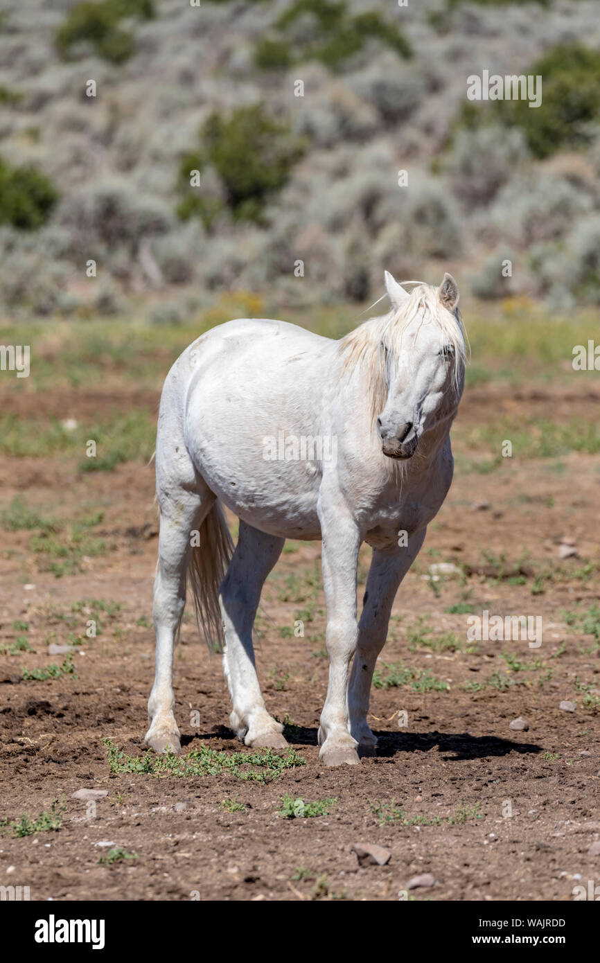 Stati Uniti d'America, Colorado, San Luis. Cavallo selvaggio da soli. Credito come: Fred Signore Jaynes / Galleria / DanitaDelimont.com Foto Stock