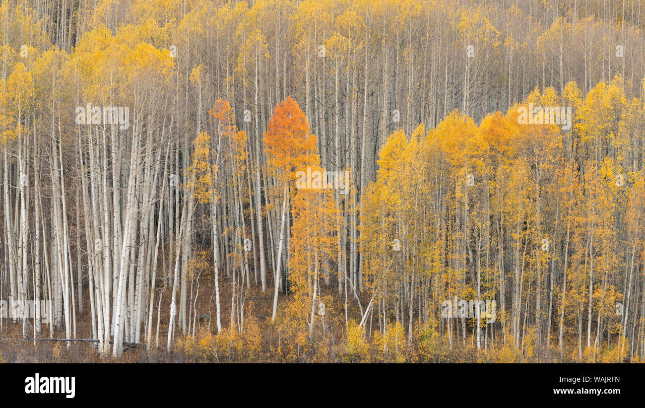 Stati Uniti d'America, Colorado. Fall aspens colorato a Gunnison National Forest. Credito come: Don Grall Jaynes / Galleria / DanitaDelimont.com Foto Stock