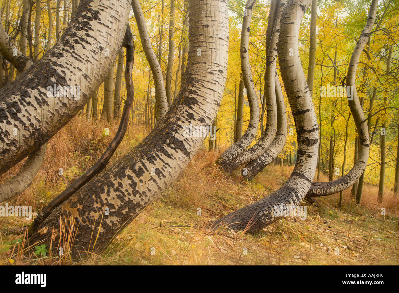 Stati Uniti d'America, Colorado, Uncompahgre National Forest. Deformato aspen tronchi nella foresta. Credito come: Don Grall Jaynes / Galleria / DanitaDelimont.com Foto Stock