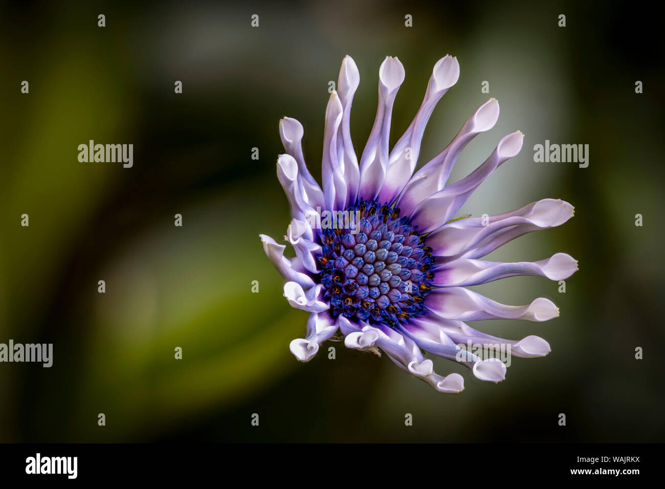 Stati Uniti d'America, Colorado, Fort Collins. Daisy africana di close-up. Credito come Fred Signore Jaynes / Galleria / DanitaDelimont.com Foto Stock