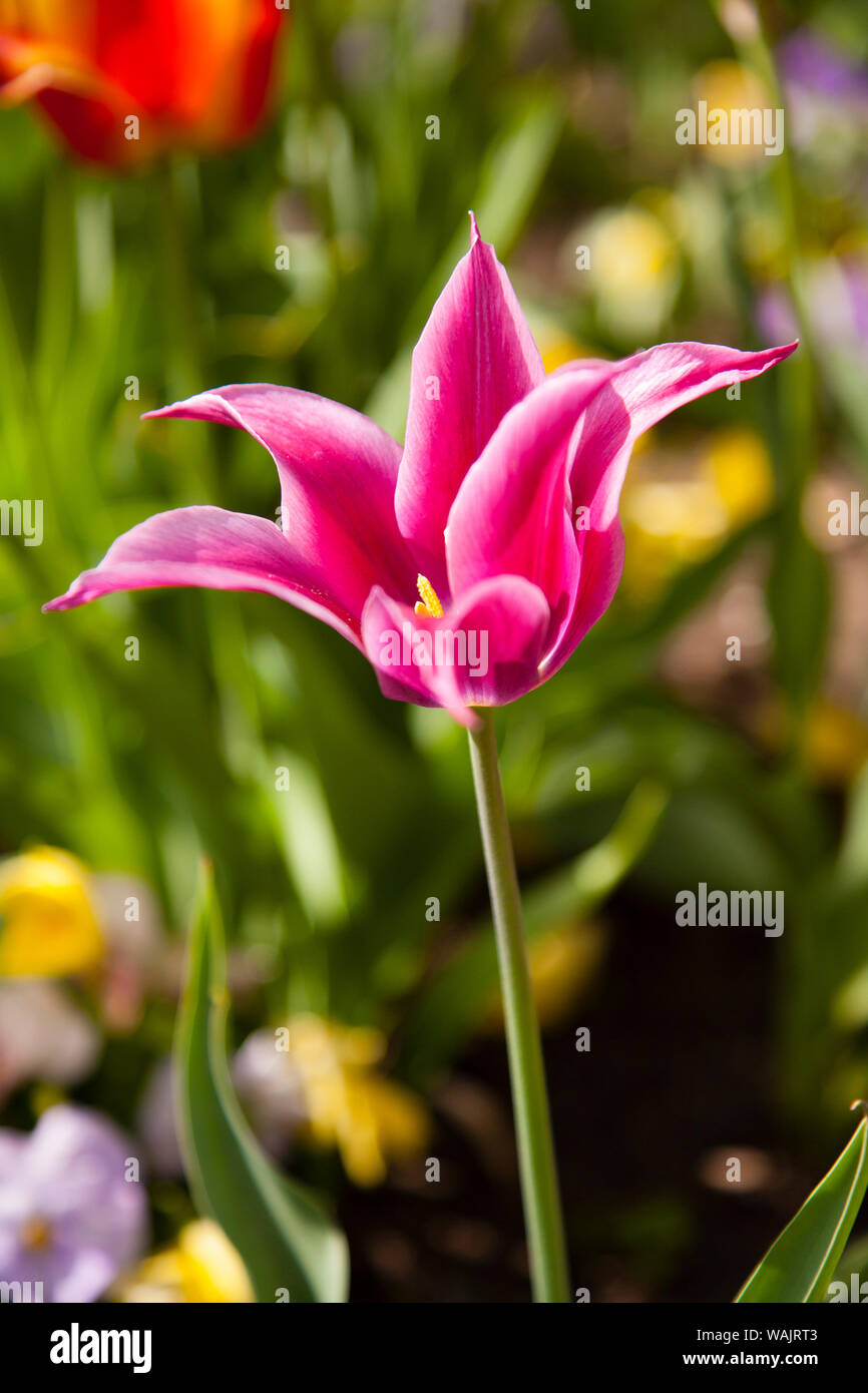 Fiori di Primavera in Pearl Street, Boulder, Colorado, Stati Uniti d'America. Foto Stock