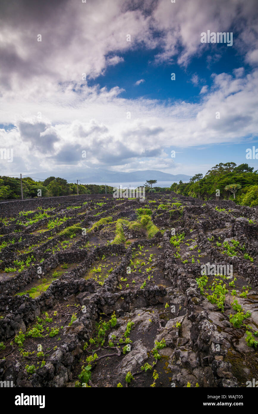 Portogallo Azzorre, isola Pico, Madalena. Vigneto vigneti piantati in roccia vulcanica Foto Stock