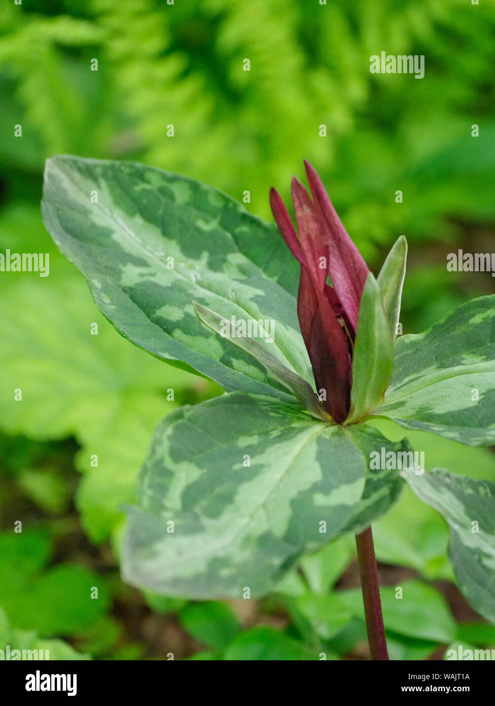 Vicolo con una porta rossa e una verde porta nella città vecchia di Ostuni. Foto Stock