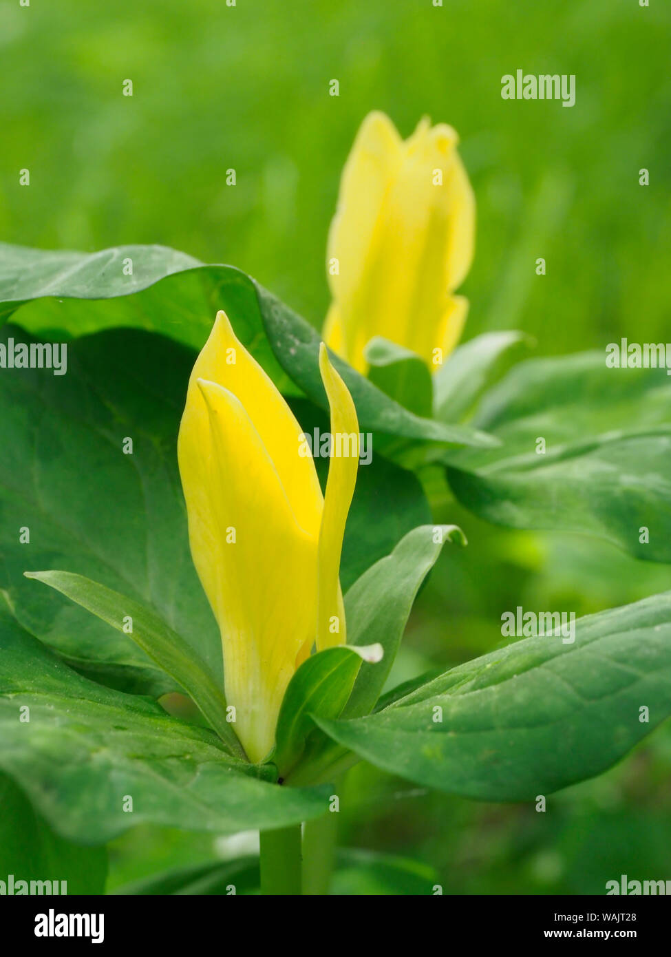 Giallo, trillium Trillium erectum, crescendo in un giardino di fiori selvaggi. Foto Stock