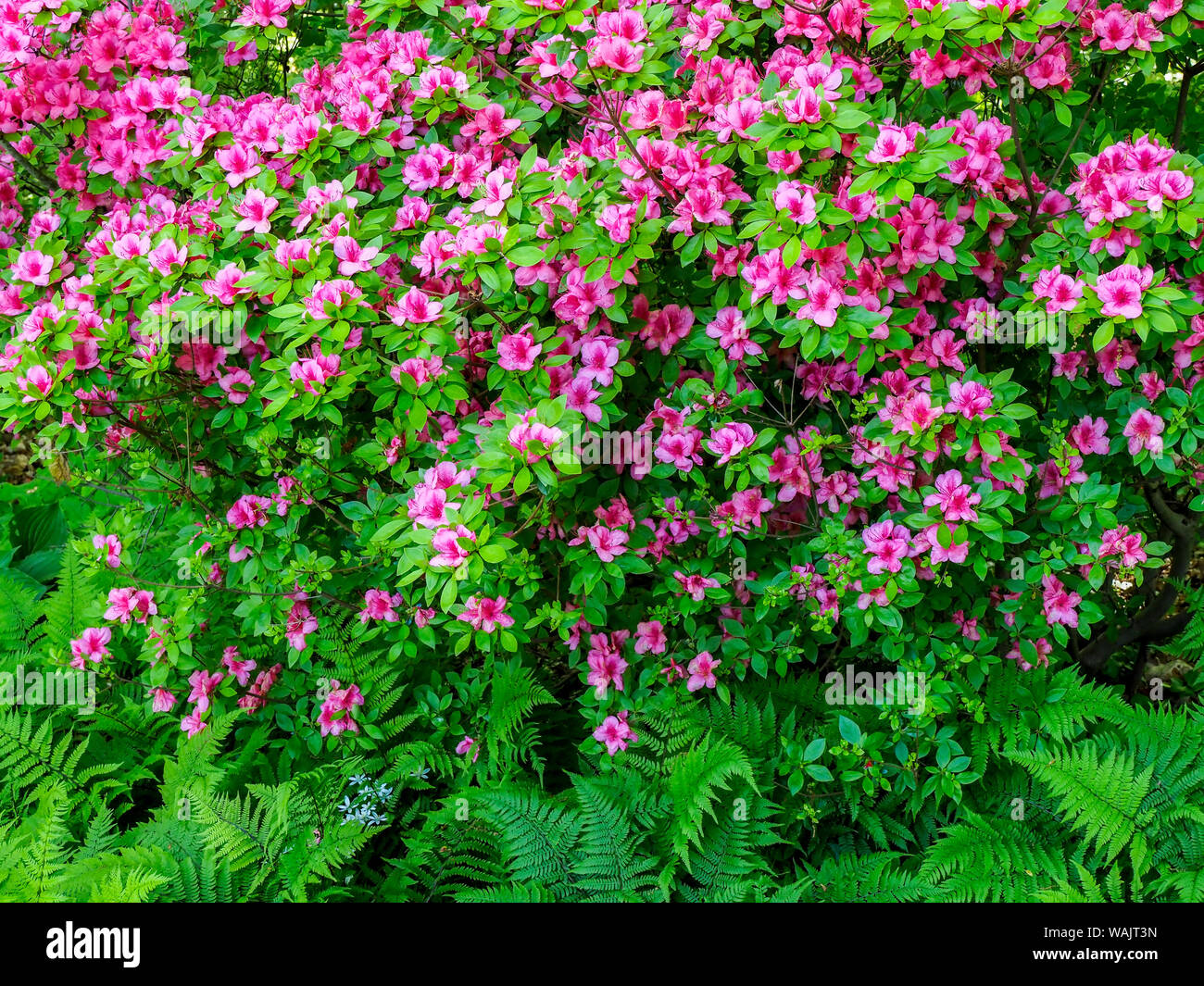 Azalea arbusto con felci in un giardino. Foto Stock